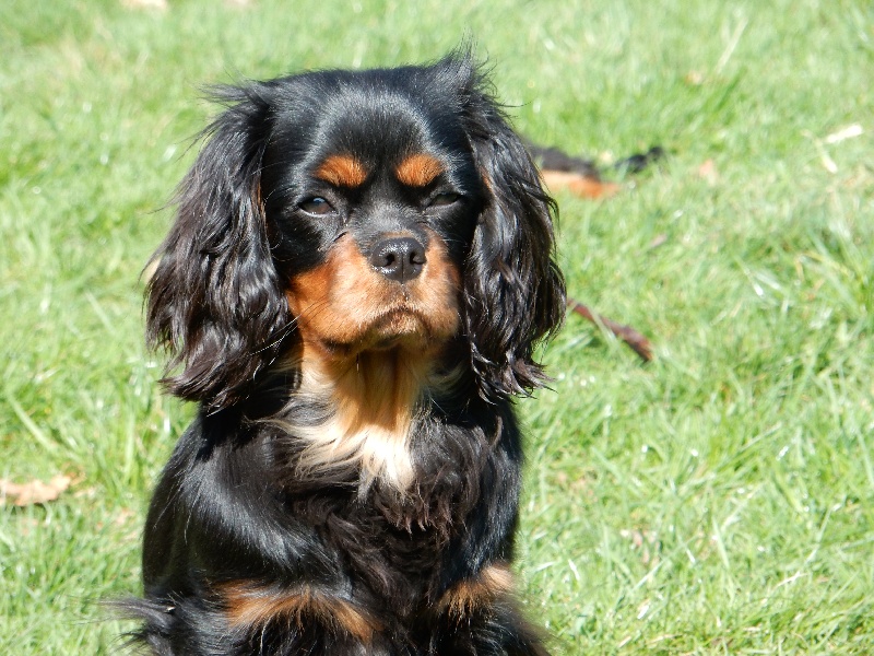 Oh'onyx des Rubis de lady C